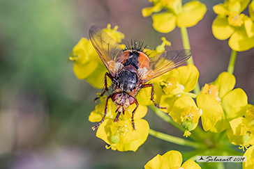 Tachina fera