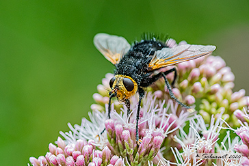 Tachina grossa