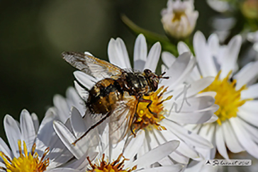Tachina magnicornis