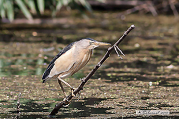 Little Bittern, Tarabusino