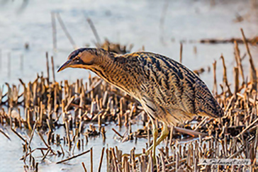 Eurasian Bittern, Tarabuso