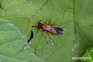 Tenthredo campestris