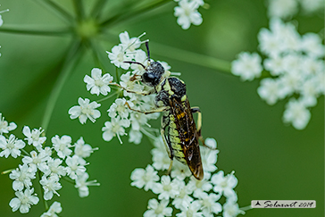 Tenthredo mesomela