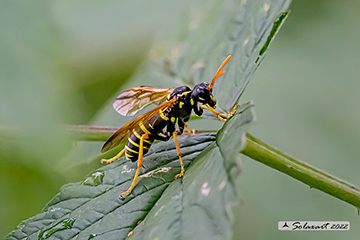 Tenthredo scrophulariae