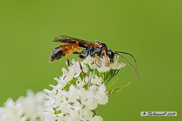 Tenthredopsis scutellaris