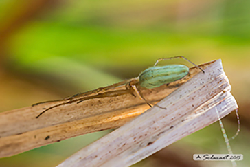 Tetragnathidae - Tetragnatha cfr extensa