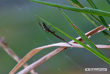 Tetragnathidae - Tetragnatha cfr montana