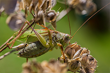 Tettigonia cantans