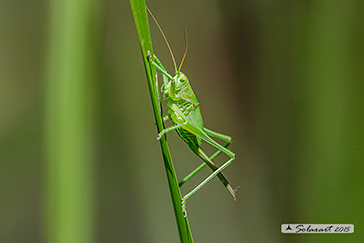 Tettigonia viridissima