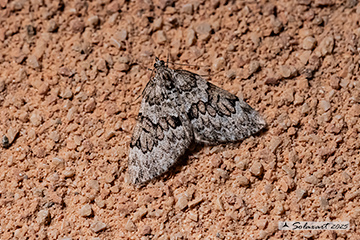 Thera cembrae