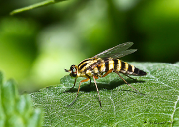 Thereva aurata