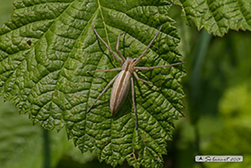 Tibellus oblongus