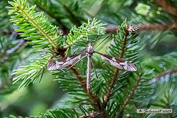 Tipula maxima