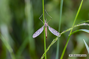 Tipula oleracea