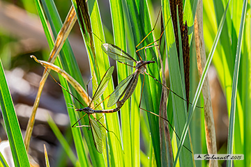 Tipula paludosa