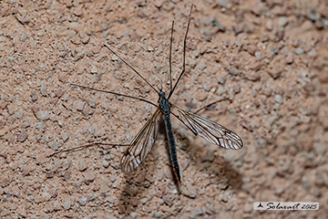 Tipula varipennis