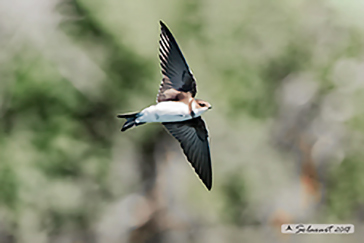 Riparia riparia; Topino o Rondine riparia; Sand martin