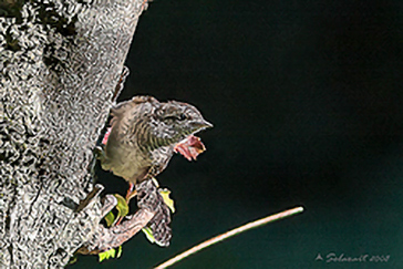 Eurasian Wryneck, Picchio torcicollo