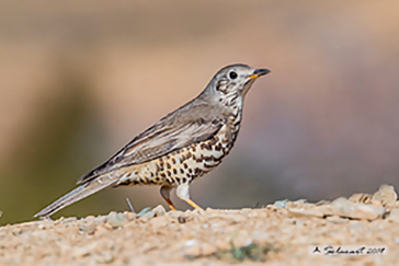 Turdus viscivorus - Tordela