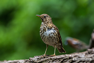 Song thrush, Tordo bottacio