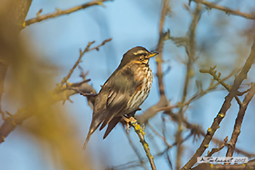 Tordo sassello (Turdus iliacus)