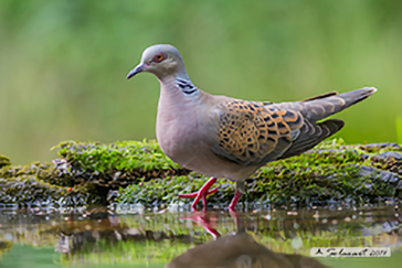 Turtle Dove, Tortora comune