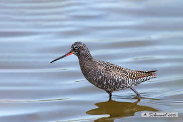 Tringa erythropus - Totano moro - Spotted redshank