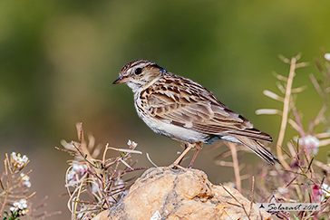 Tottavilla - Lullula arborea