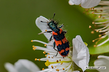Trichodes alvearius; Cleride degli alveari; Soldier Beetle