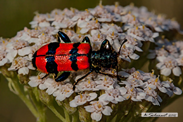 Trichodes apiarius - Cleride delle api - Checkered Beetle