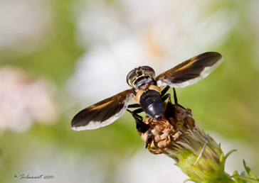 Trichopoda pennipes