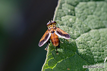 Trichopoda giacomelli