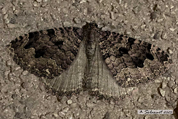 Triphosa dubitata