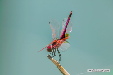 Trithemis annulata
