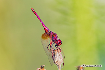 Trithemis kirbyi