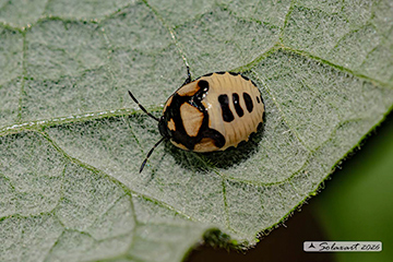 Tritomegas bicolor