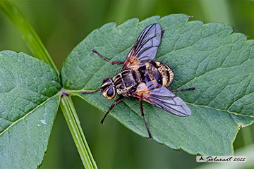 Trixa alpina