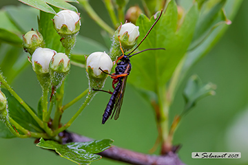 Trogus lapidator