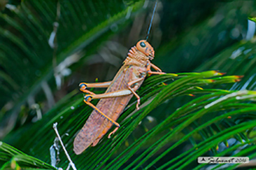 Tropidacris dux