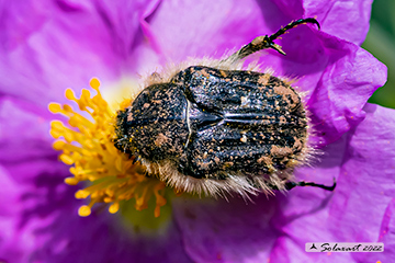 Tropinota squalida