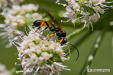 Tryphoninae sp; Ichneumonidae