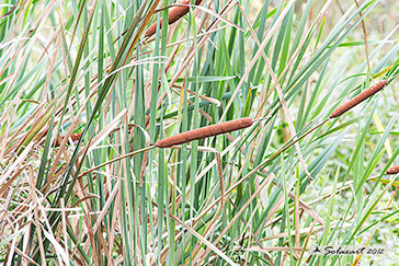 Typha latifolia