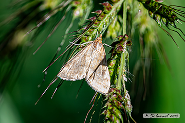 Sitochroa fulvalis