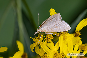 Udea lutealis