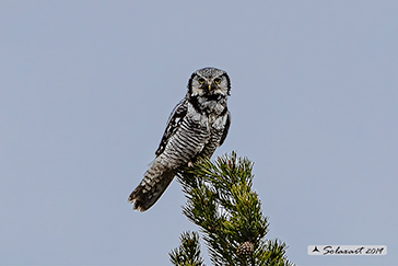 Surnia ulula - Ulula - Northern hawk-owl