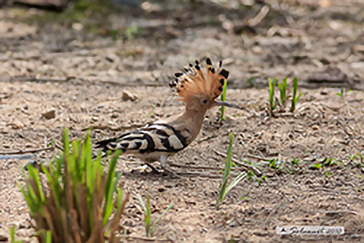 Upupa (Upupa epops)