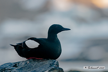 Cepphus grylle - Uria nera - Black Guillemot