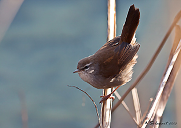 Usignolo di fiume (Cettia Cetti)