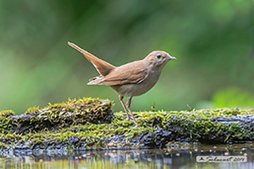 Usignolo - Luscinia megarhynchos