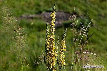 Verbascum nigrum - verbasco nero